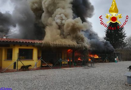 Incendio al canile, in tanti si offrono di ospitare i cani